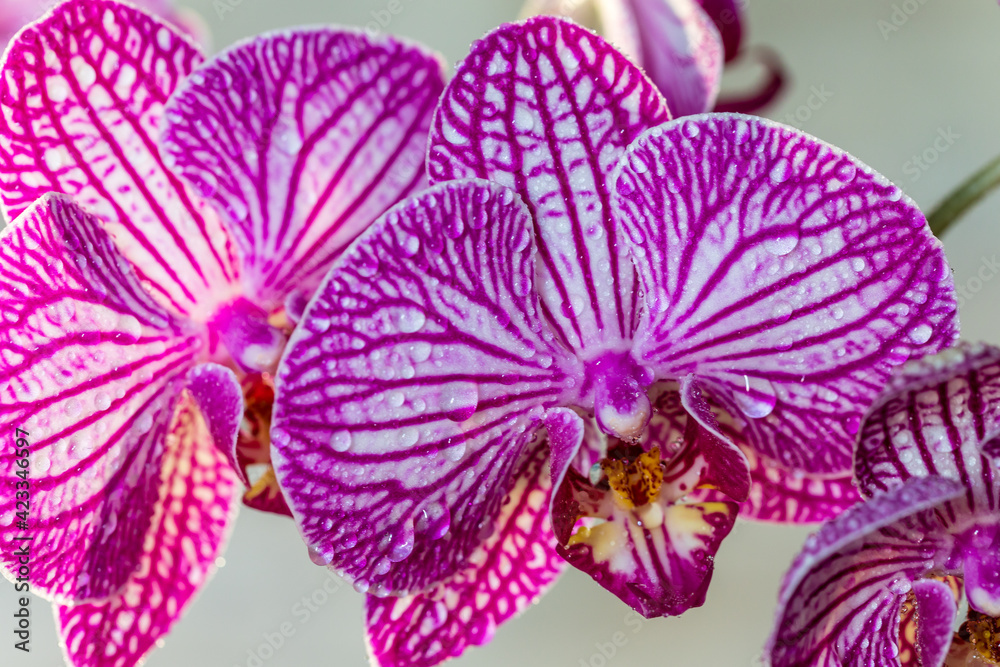 purple orchid leaves