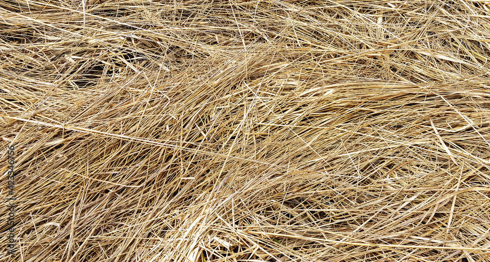 Natural dried grass in the spring up close Natural dried grass in the spring up close
