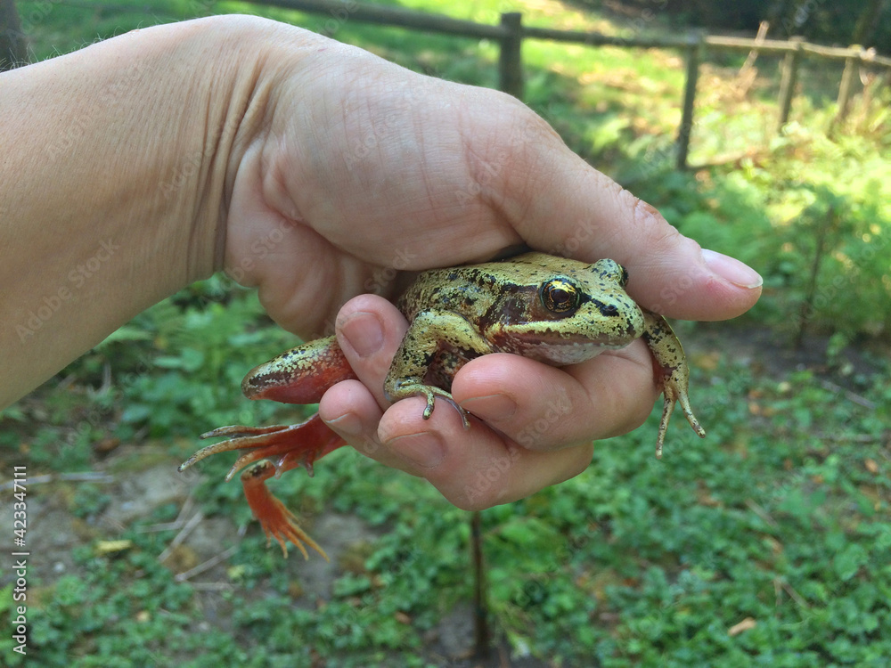 Hand gently holding wild frog in rural pasture location in Washington State.