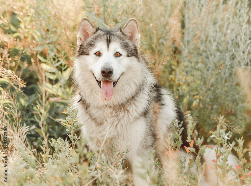 Alaskan malamute sitting sideways in grass Alaskan malamute sitting sideways in grass