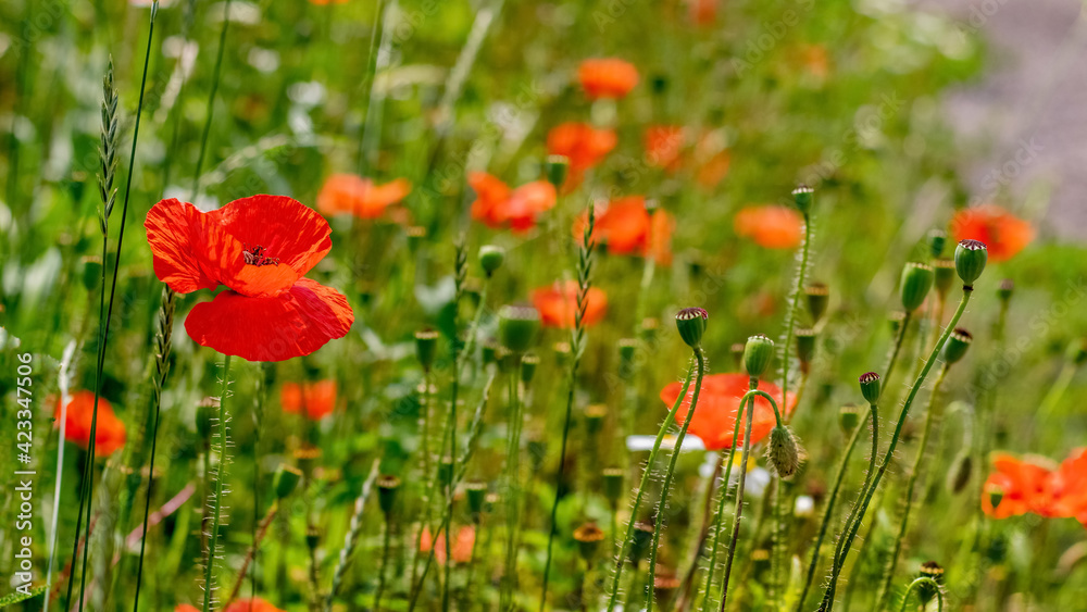 Obraz premium Red poppies in the meadow. Summer wildflowers
