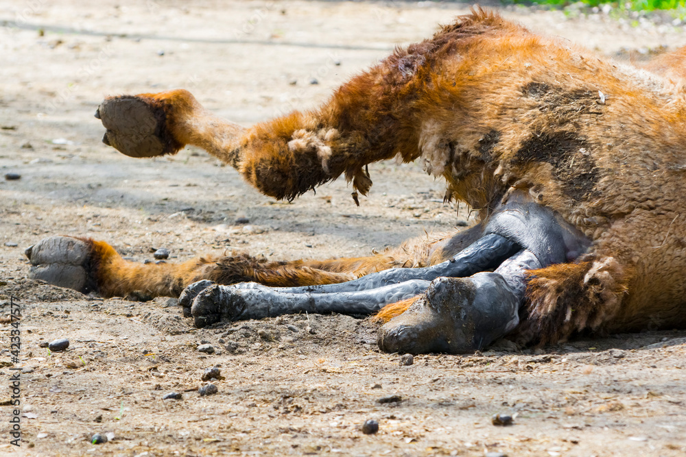 Fototapeta premium Birth of a two-humped Bactrian camel baby