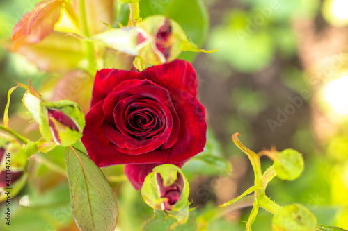 Red fresh rose in the garden in bright sunlight