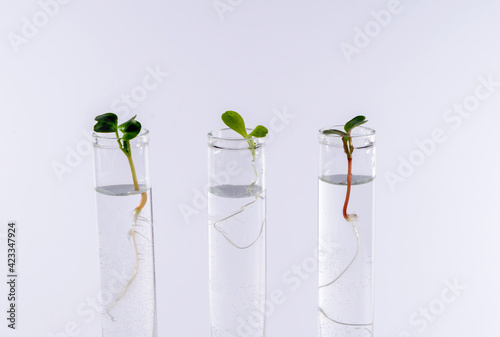 Wallpaper Mural plant in test tube on white Torontodigital.ca