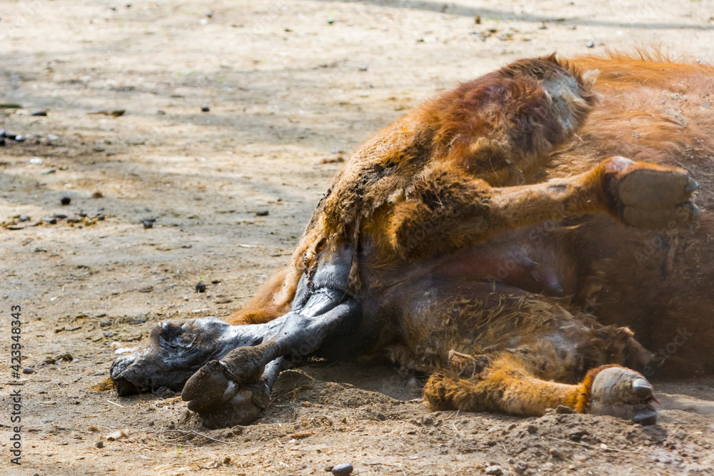 Fototapeta premium Birth of a two-humped Bactrian camel baby
