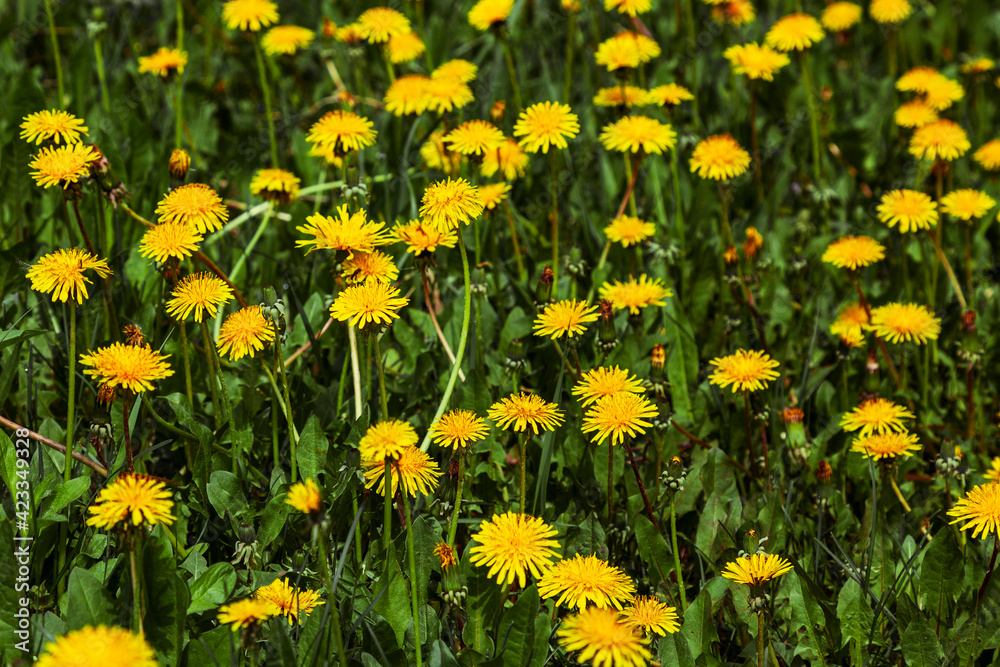 Obraz premium Bright yellow dandelions grow on a green meadow