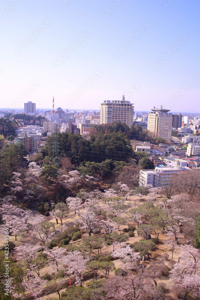 宇都宮市 宇都宮タワーから見た桜が満開の八幡山公園と街並み 宇都宮市 宇都宮タワーから見た桜が満開の八幡山公園と街並み