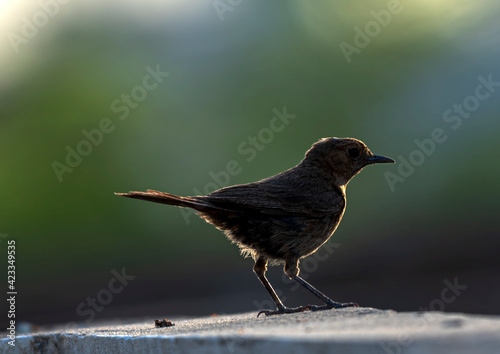 bird on the ground, The brown rock chat or Indian chat, is a bird species of the family Muscicapidae. It is found mainly in northern and central India photo