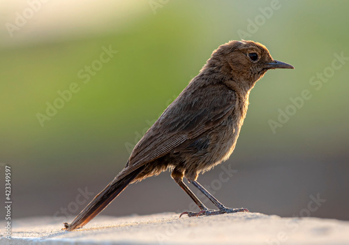 The brown rock chat or Indian chat, is a bird species of the family Muscicapidae. It is found mainly in northern and central India photo