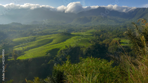 Early morning panorama on beautiful terraced rice fields from Golo Curu hill near Ruteng, Manggarai regency, Flores island, East Nusa Tenggara, Indonesia