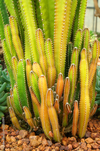 Closeup Green Cactus Plant or Call Cereus sp. Fairy castle cactus . Nature Green Tropical Plant backdrop and beautiful detail  photo