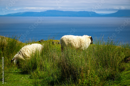 Irish sheep 2