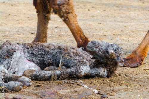 Birth of a two-humped Bactrian camel baby