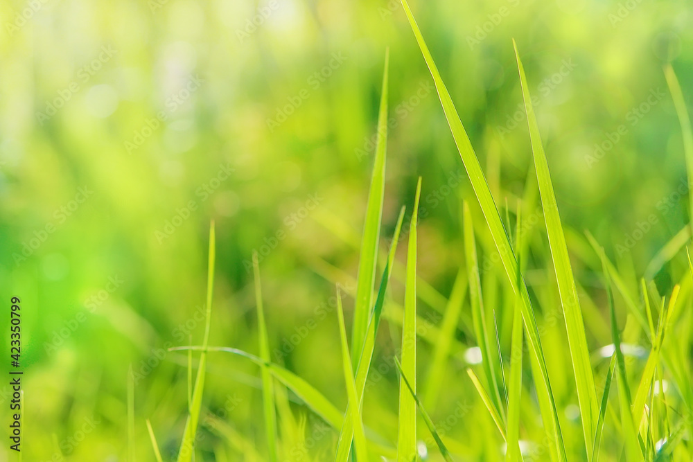 Spring or summer natural background green grass.