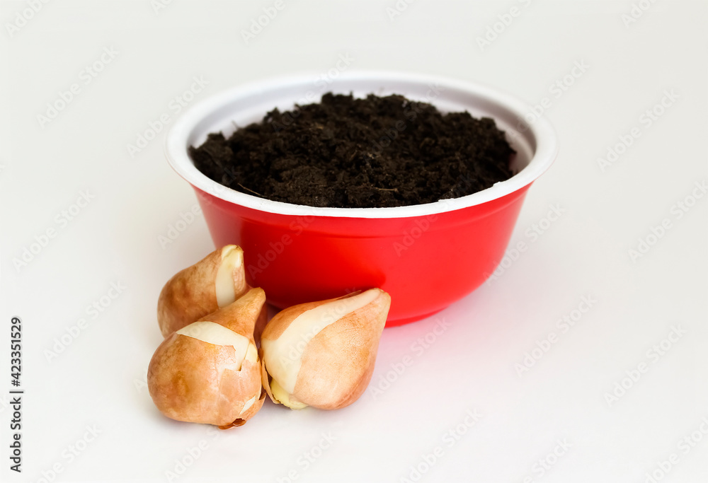 Tulip bulbs for planting on the window. Tulip bulbs for planting on the window.