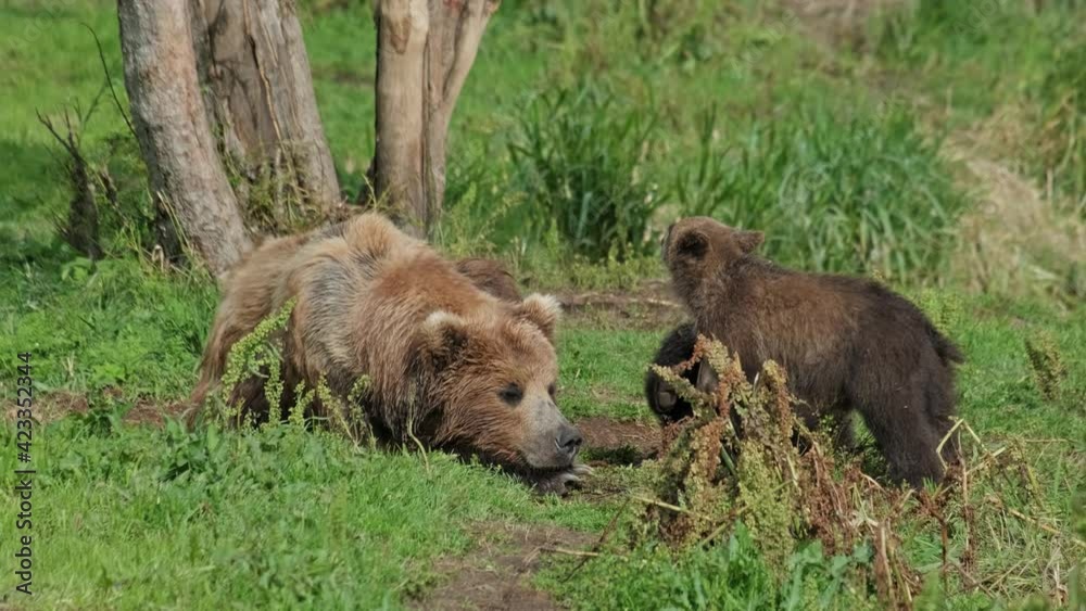 Brown bears family (Ursus arctos) mother and cubs resting on grass, Kamchatka, Russia, 4k Brown bears family (Ursus arctos) mother and cubs resting on grass, Kamchatka, Russia, 4k