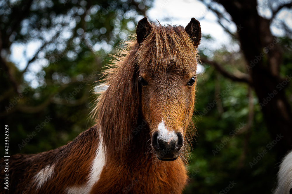 Obraz premium ポニー