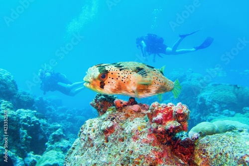 Fototapeta Naklejka Na Ścianę i Meble -  Beautiful tropical coral reef with lovely porcupine fish. Scuba divers on the background.