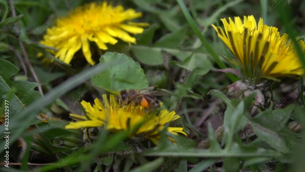 Bees are getting honey from flowers Bees are getting honey from flowers