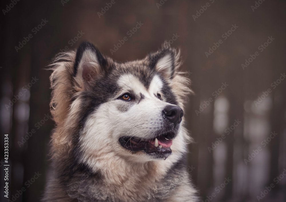 Portrait of Alaskan Malamute puppy in a dark forest. Friendly purebred dog with fluffy hair, brown eyes and cheerful look. Selective focus on the eyes, blurred background.