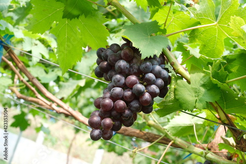 bunch of grapes on vine,organic garden