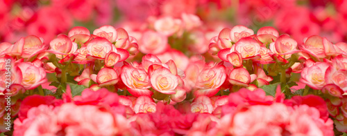 Valokuva Pattern of beautiful natural red and pink begonia flowers texture full blooming
