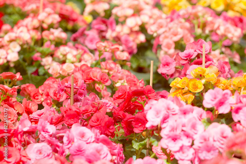 Pattern of beautiful natural red and pink begonia flowers texture full blooming in flower garden for background and wallpaper © parinya