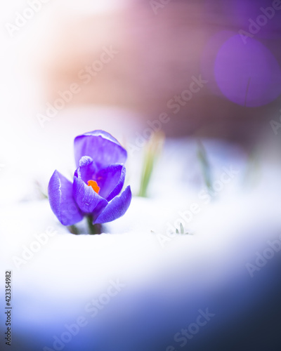Blossom of a beautiful lilac crocus growing through the snow in spring