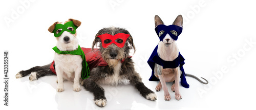 Photography Three pets, dogs and cat super hero costume celebrating halloween or carnival with cape ans mask disguise