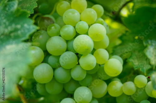 Obraz na płótnie Green grapes on a vine in Tiraspol, Transnistria w salonie