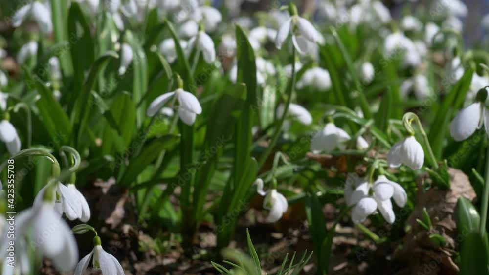 Tender spring flowers in the early spring in the forest, Early spring white flowers in the spring forest. Beautiful wild snowdrops are blooming Tender spring flowers in the early spring in the forest, Early spring white flowers in the spring forest. Beautiful wild snowdrops are blooming