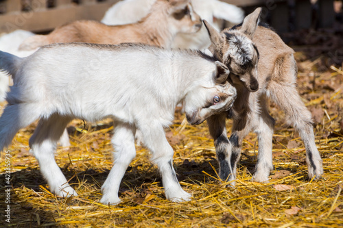 Domestic goat kids in a barnyard in a sunny weather