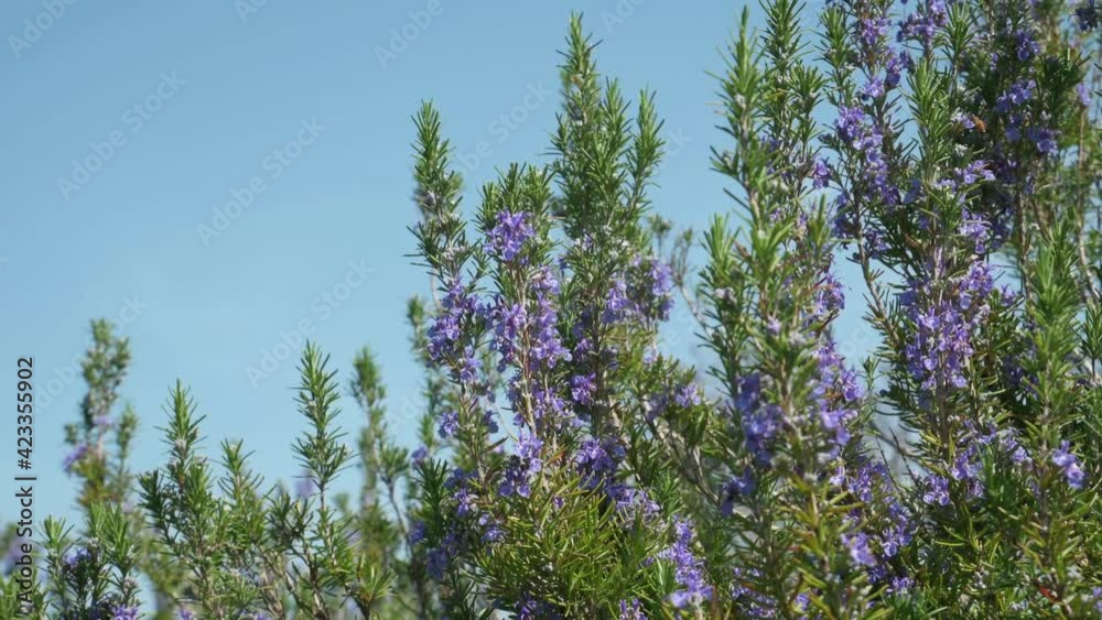 Purple flowers of rosemary herb Purple flowers of rosemary herb