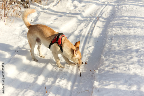 Fototapeta Naklejka Na Ścianę i Meble -  A red-haired dog walks through the fallen snow.