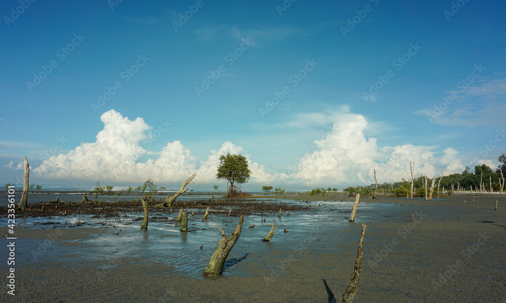 Landscape of deforested mangrove forest view during low tide beach in Selangor, Malaysia.