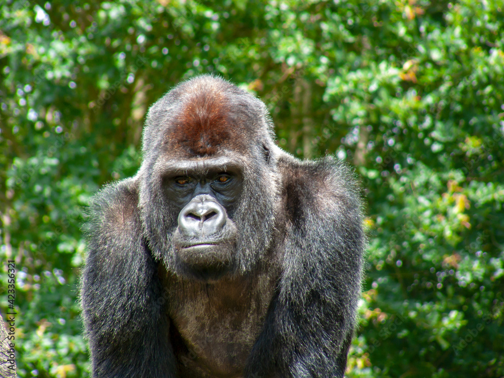 Gorille mâle en gros plan	