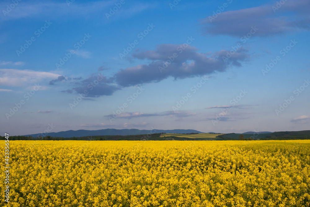 Yellow rapeseed field in bloom at spring Yellow rapeseed field in bloom at spring
