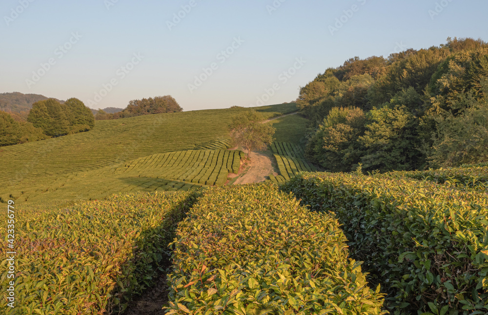 Evening in the mountains. Sochi. Tea fields view