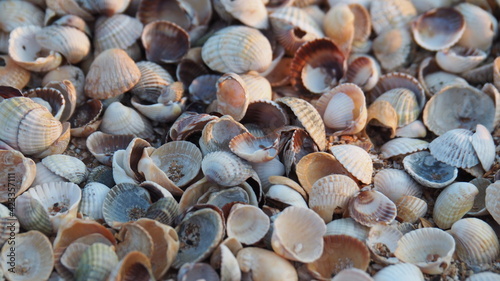 Many small seashells close up