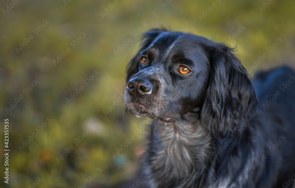 A Portrait Photograph of a Young, Black Retriever Dog Standing Up in the Park With Orange Eyes and the Image has Copy Space