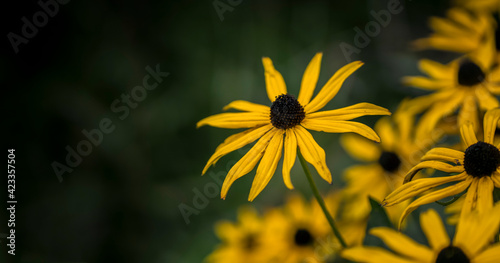 A Photograph of a Tall, Brave,  Beautiful Black-Eyed Susan Standing out from the Rest, with Selective Focus and Shallow Depth of Field and the Image has Copy Space or Space for Text