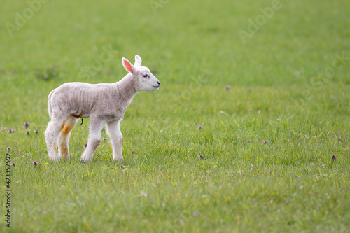 baby lamb photo