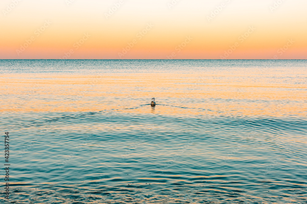 A seagull swimming over the sea at sunset