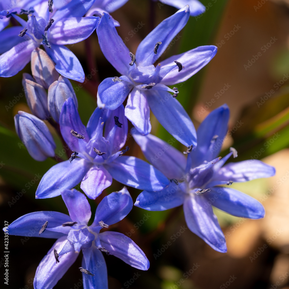 Blausternchen, Taubenknopf, Meerzwiebel, Sternhyazinthe, zweiblättriger Blaustern, Scilla bifolia