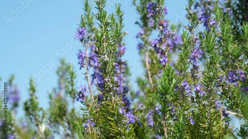 Full of purple flowers and rosemary herbs. It is native to southern Europe and is called the dew of the sea.	