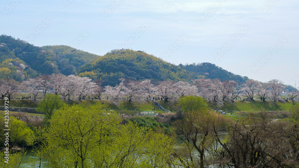 背割堤の桜並木
