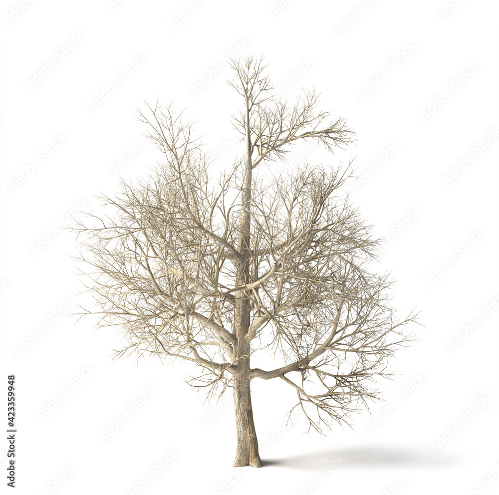 Fototapeta premium Tree without leaves isolated on white background. 3d illustration