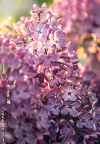 Purple flowers of spring lilac. Spring garden 