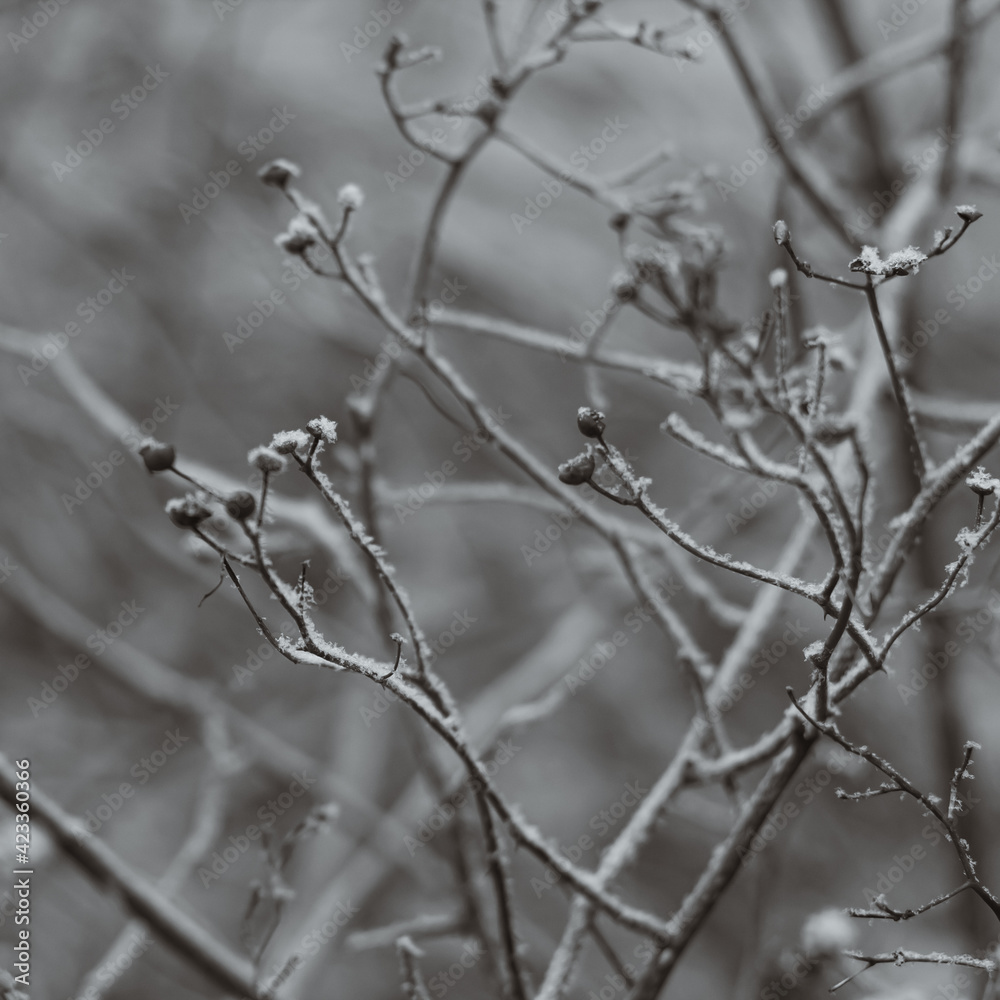 Beautiful artistic branches in the snow. Gray abstract colors. Beautiful artistic branches in the snow. Gray abstract colors.