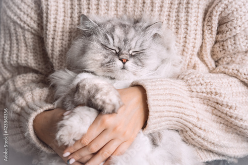 Photography Adorable cute persian longhaired cat with closed eyes sitting in his owner arms